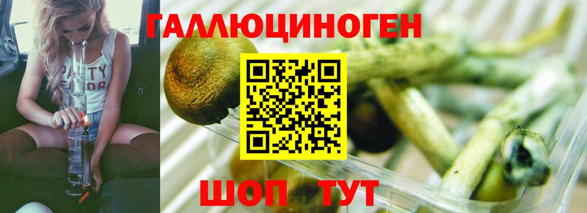 Галлюциногенные грибы Psilocybe Осинники